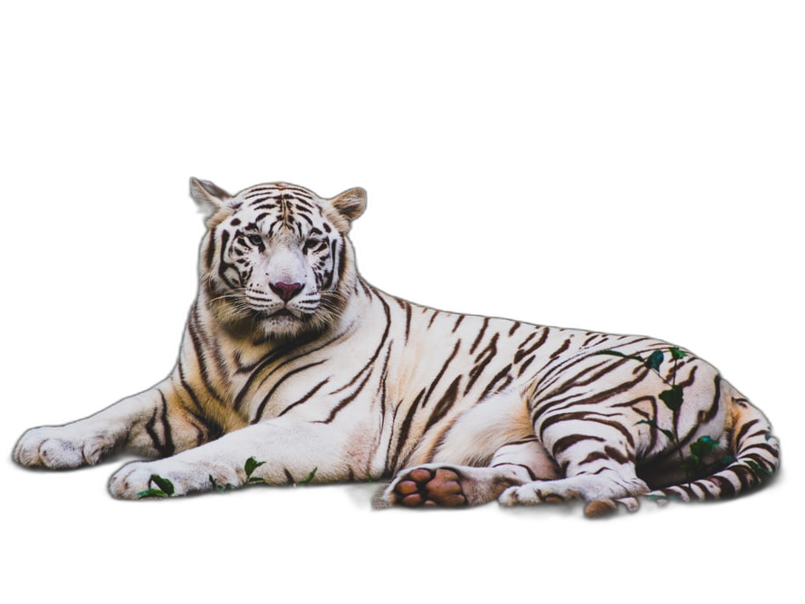 White tiger isolated on a transparent background
