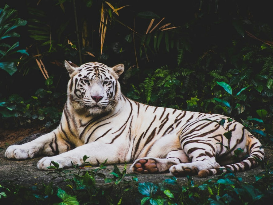 White tiger resting in dense jungle foliage